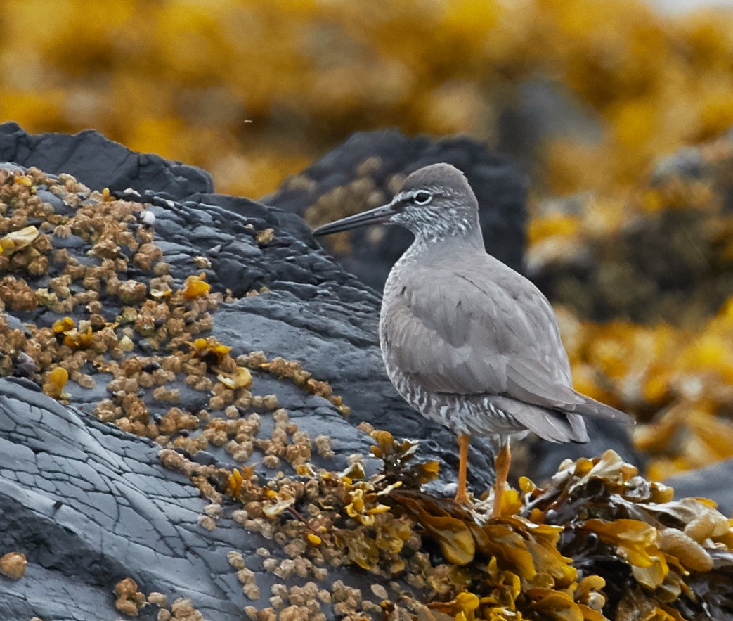 Wandering Tattler - ML40379011