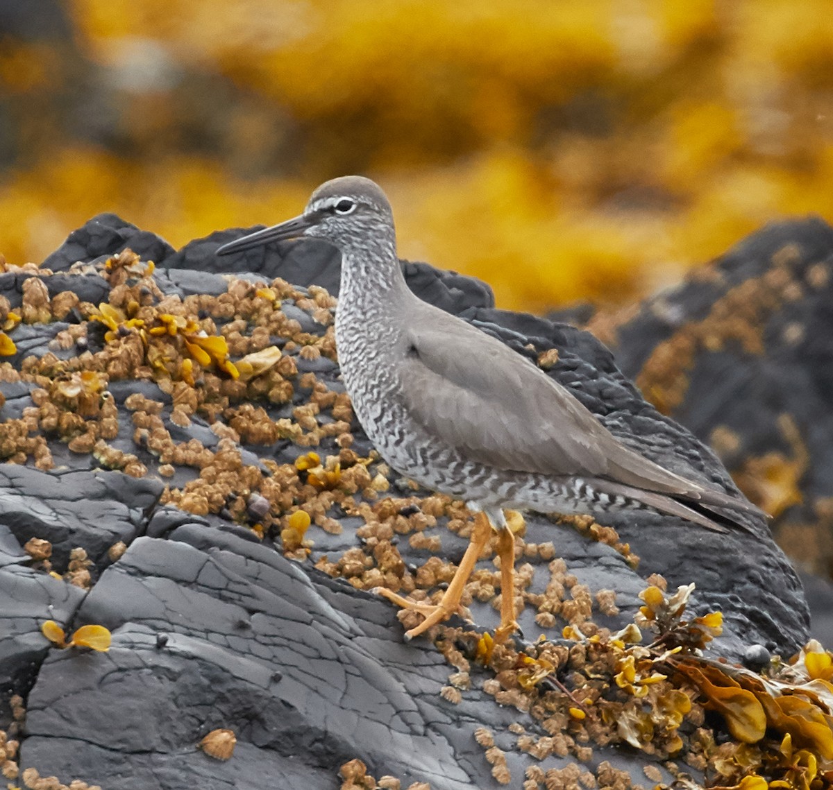 Wandering Tattler - ML40379021