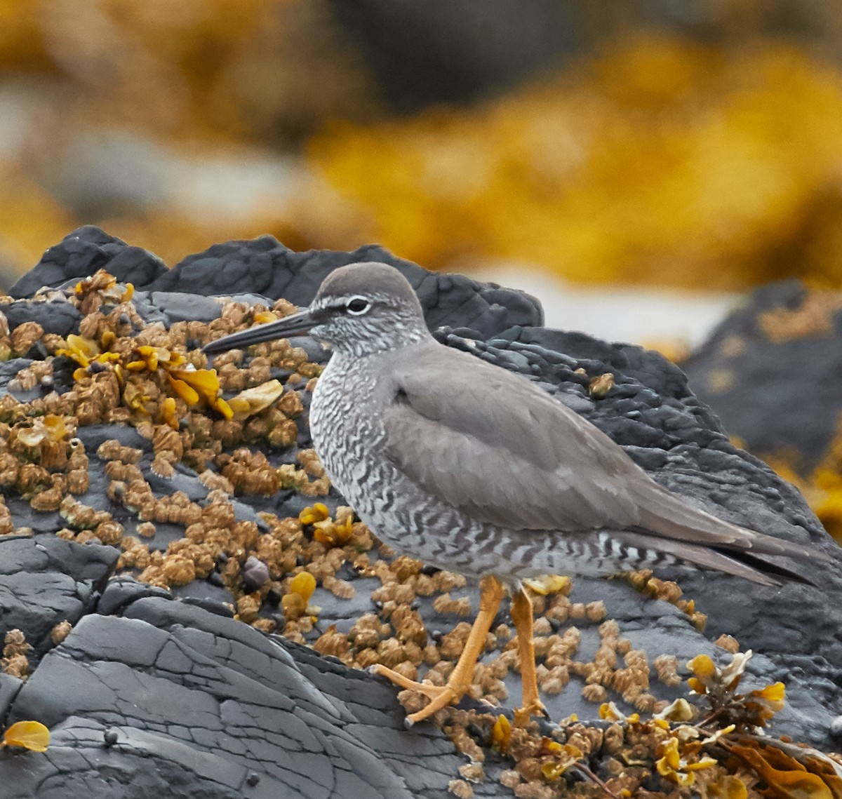 Wandering Tattler - ML40379031