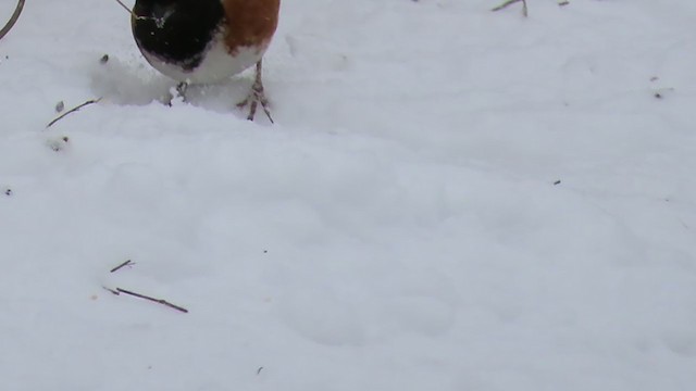 Spotted Towhee - ML403790431