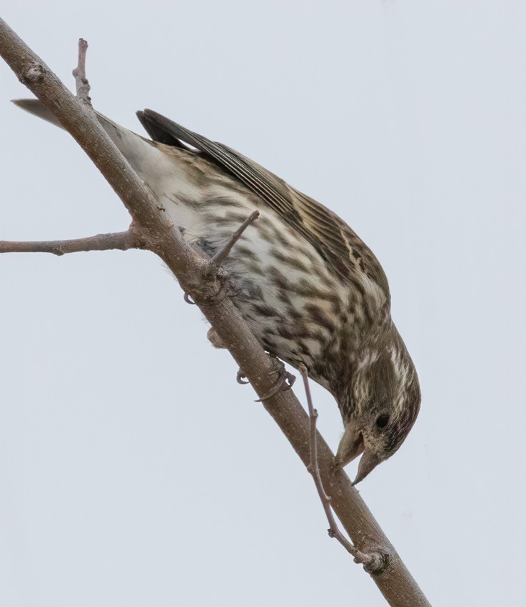 Purple Finch - ML403790961