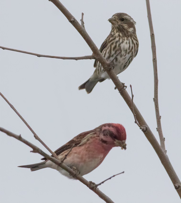 Purple Finch - ML403790971