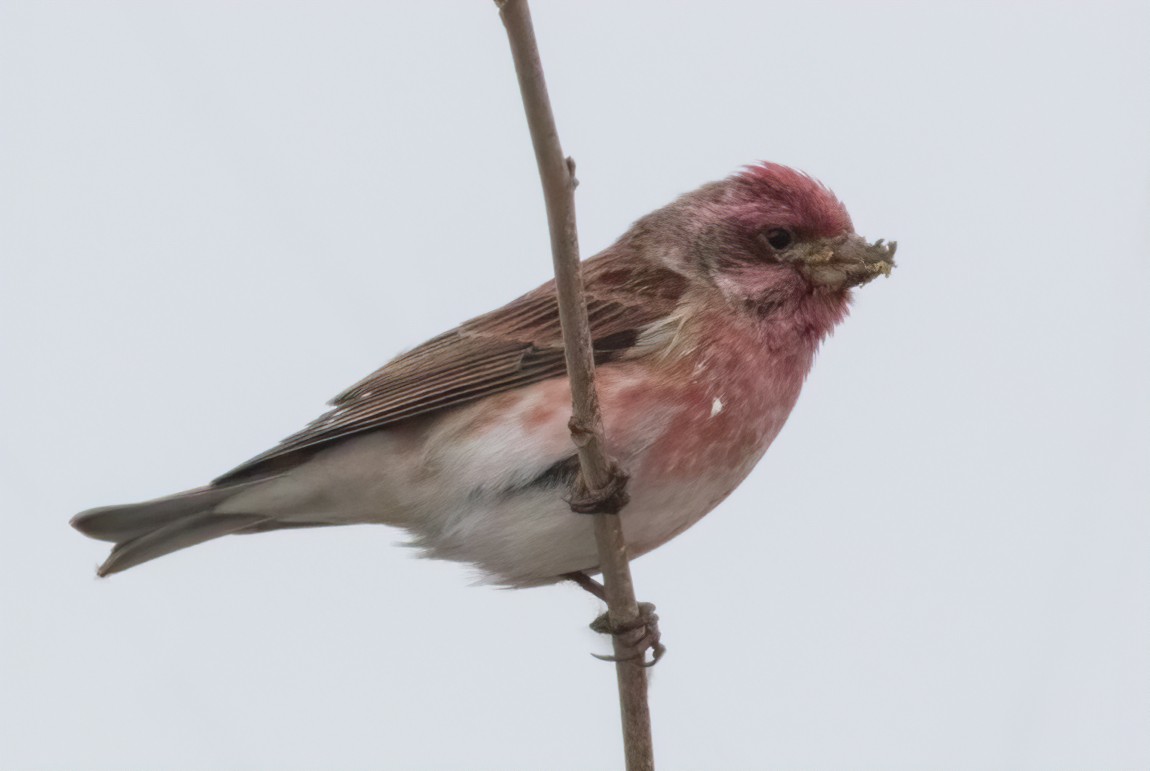 Purple Finch - ML403790991