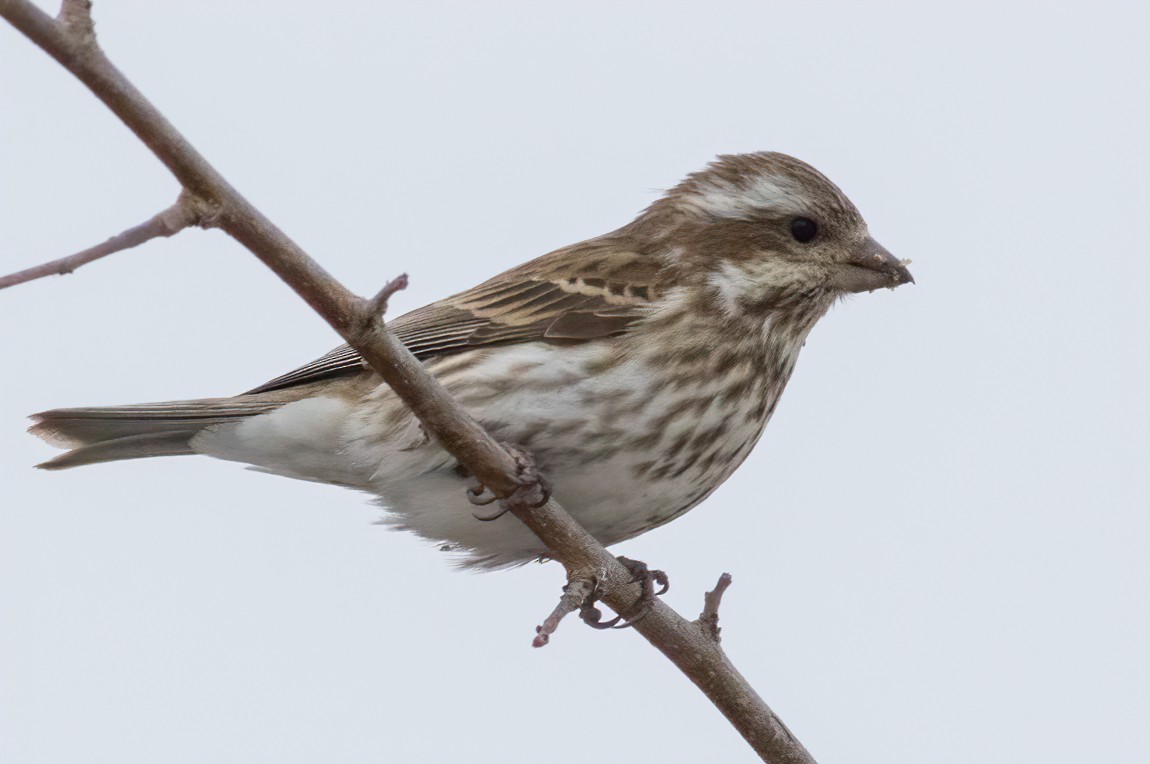 Purple Finch - ML403791001