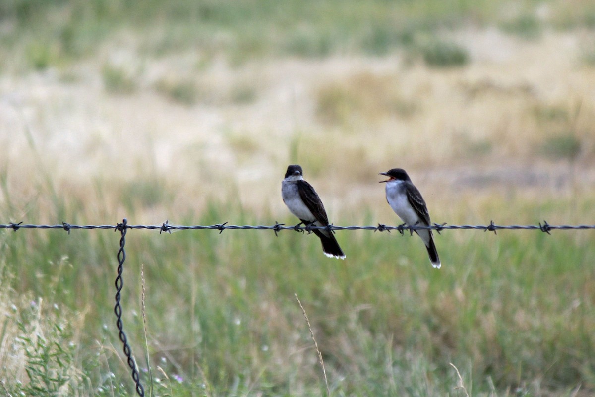 Eastern Kingbird - Chuck Gates