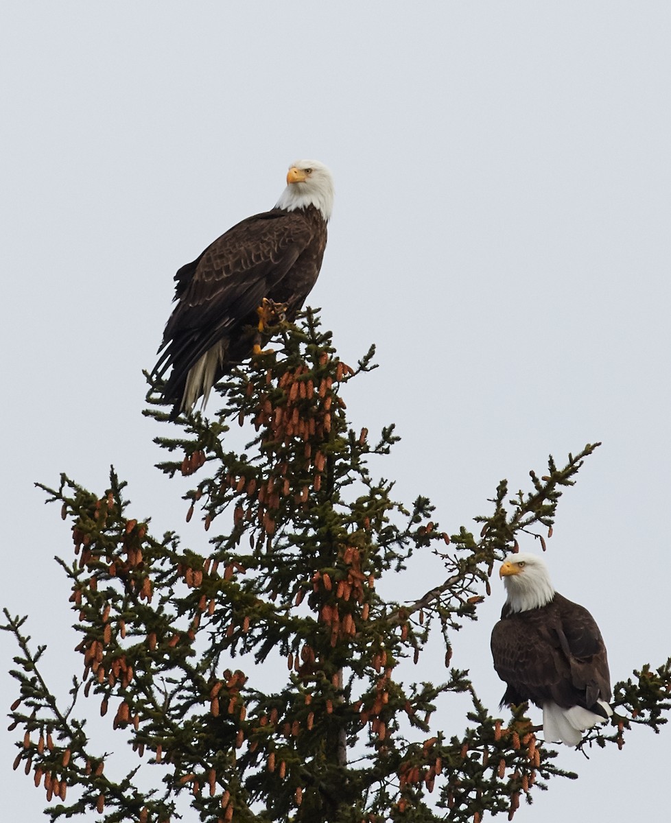 Bald Eagle - ML40379211