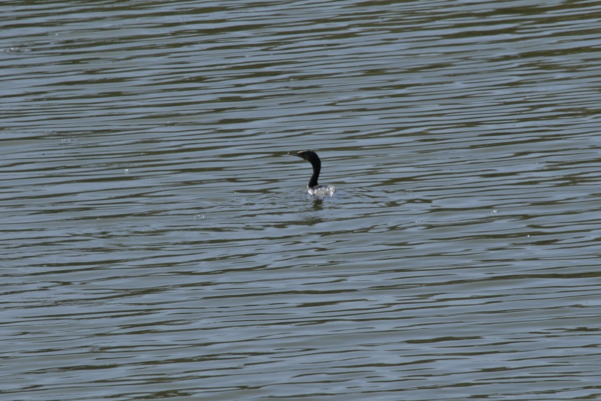 Double-crested Cormorant - ML40379291