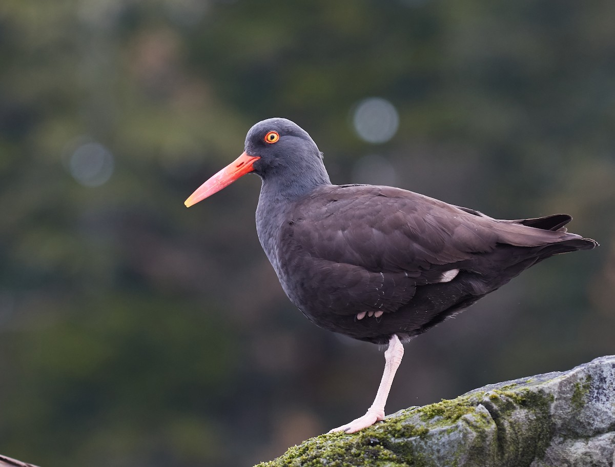 Black Oystercatcher - ML40379331