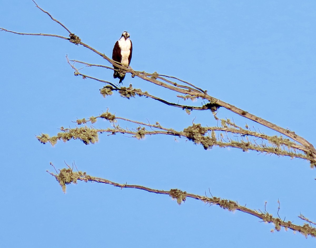 Águila Pescadora - ML403793611