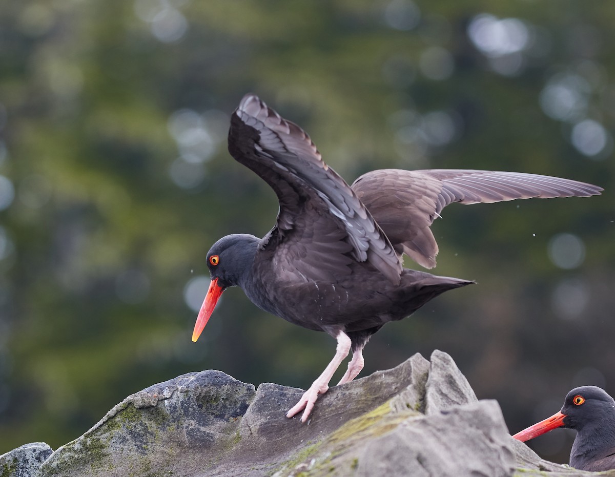 Black Oystercatcher - ML40379421