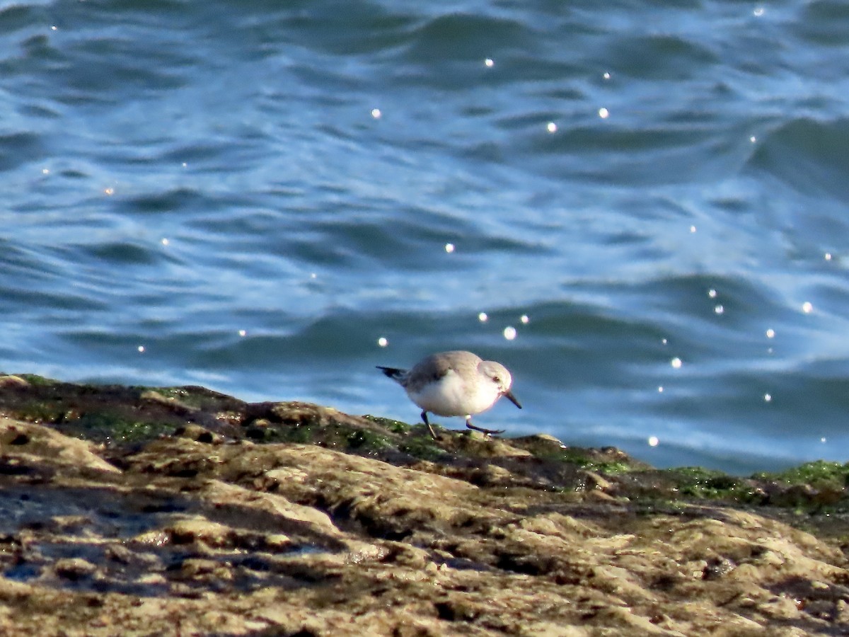 Bécasseau sanderling - ML403794391