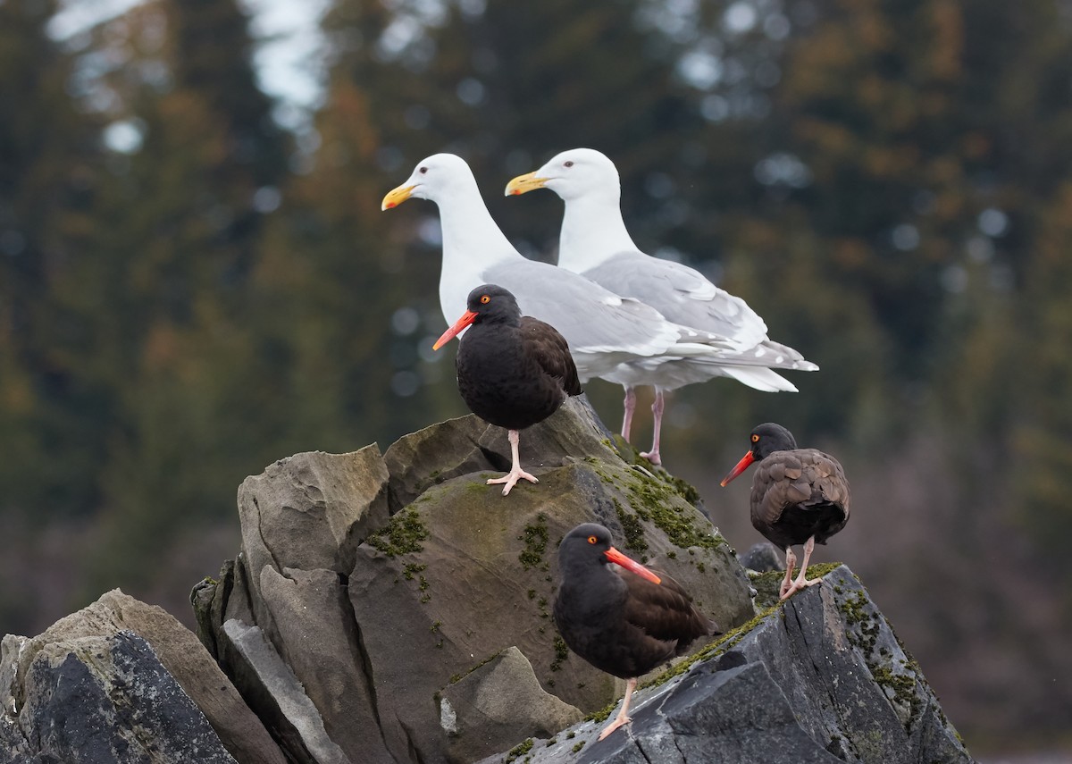 Glaucous-winged Gull - Brooke Miller