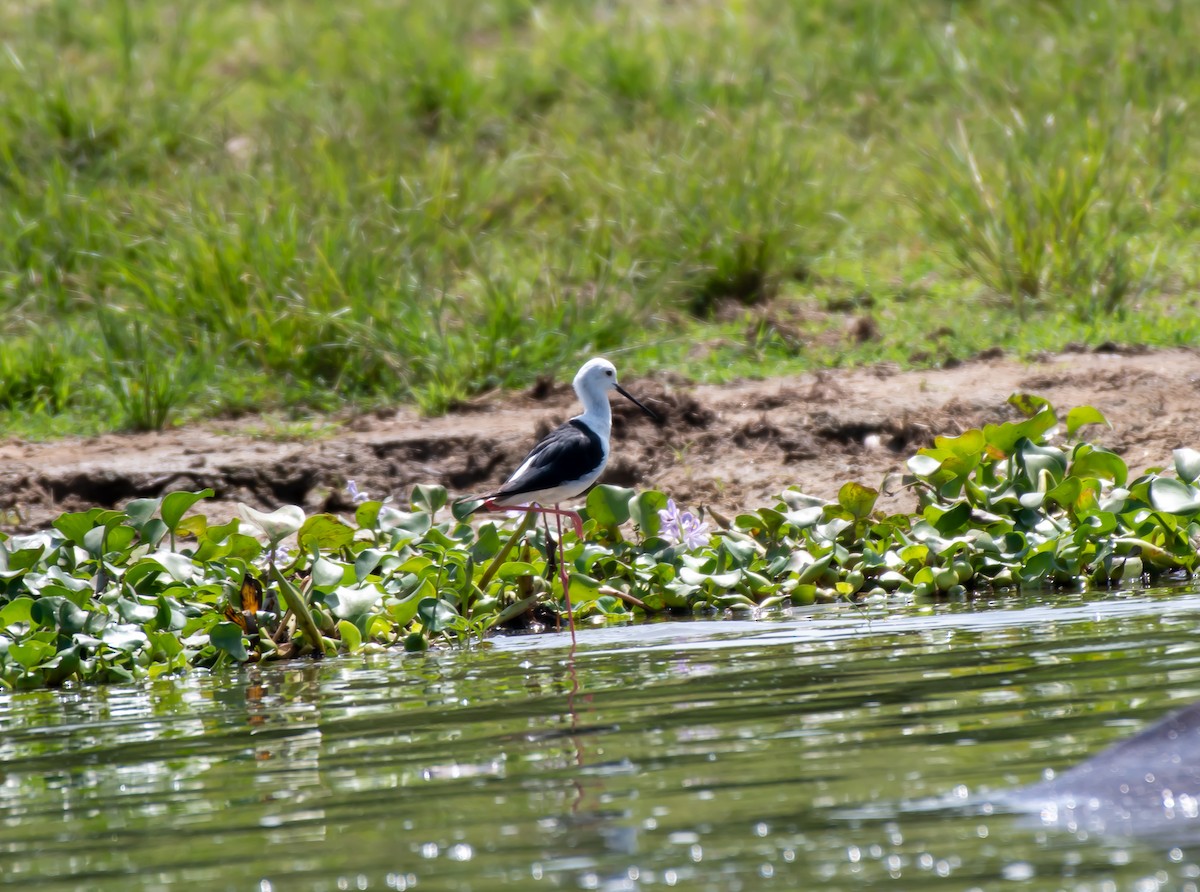 Black-winged Stilt - Erik Ostrander