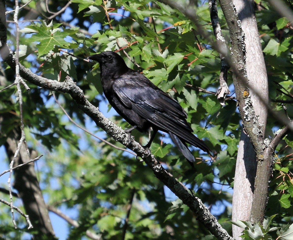 American Crow - ML403796241