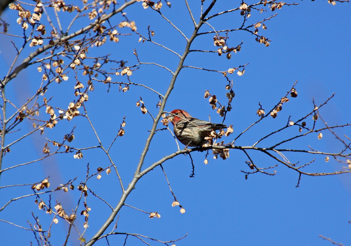 House Finch - ML40379631