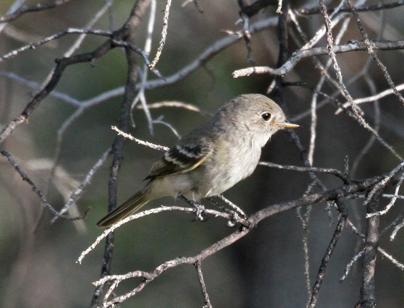 Gray Flycatcher - Terry Hibbitts