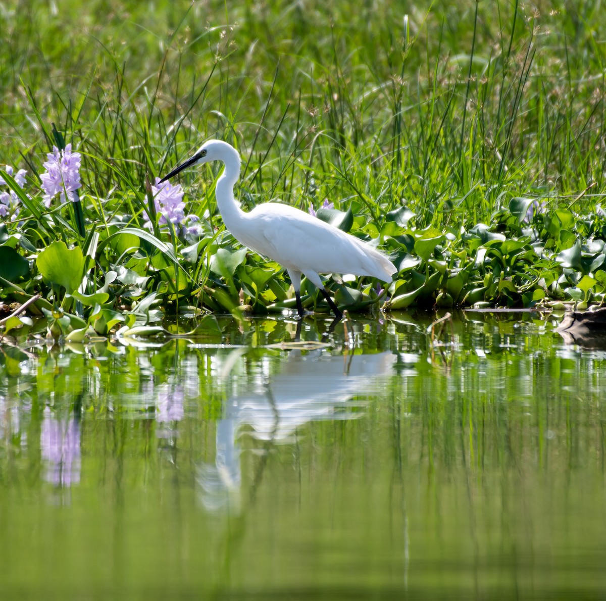 Little Egret - ML403797271