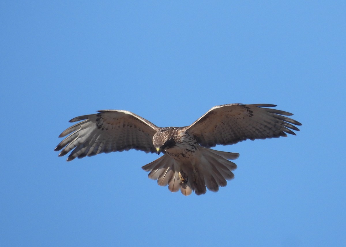 Red-tailed Hawk - ML403798731