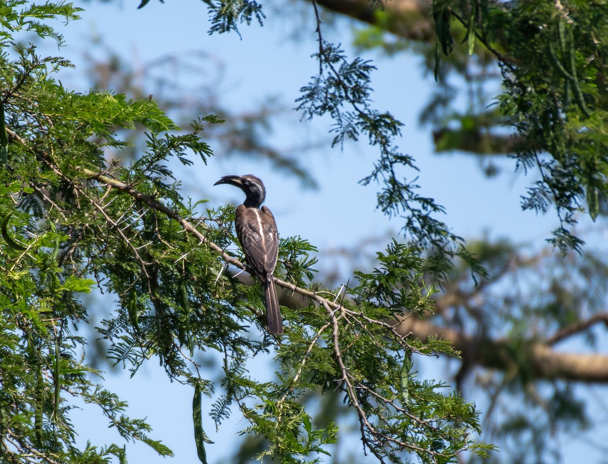 African Gray Hornbill - ML403798781