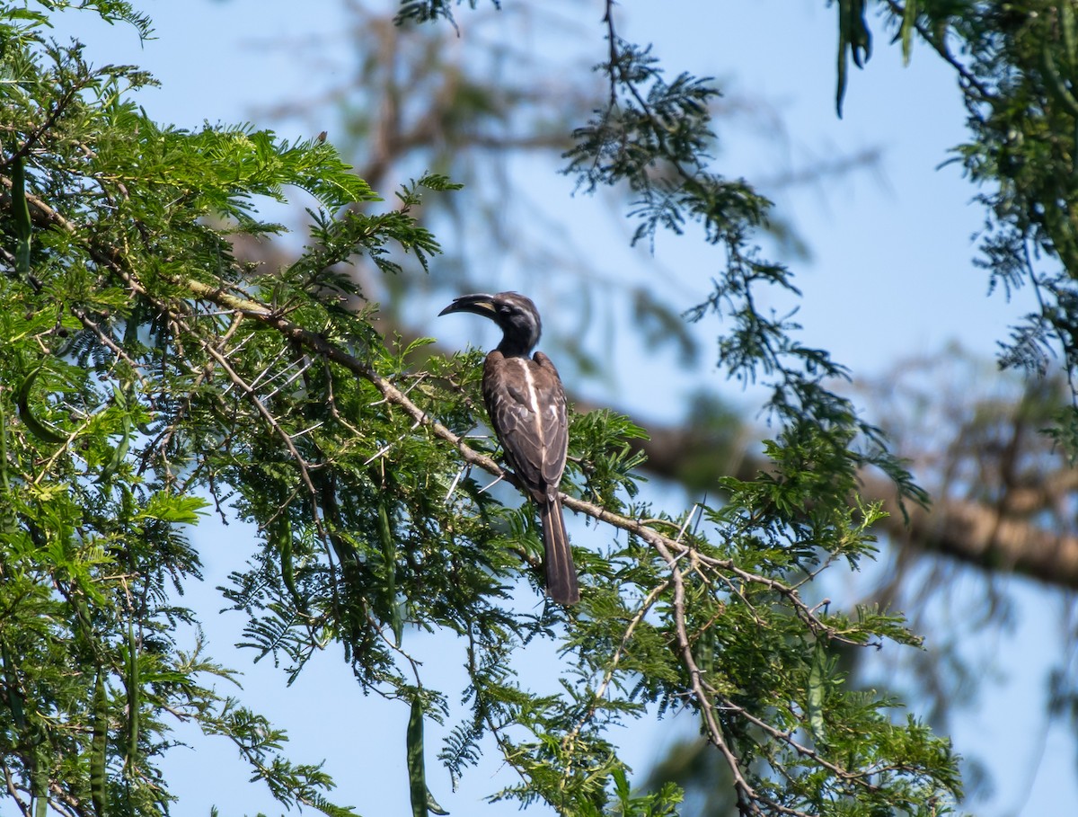 African Gray Hornbill - ML403798801
