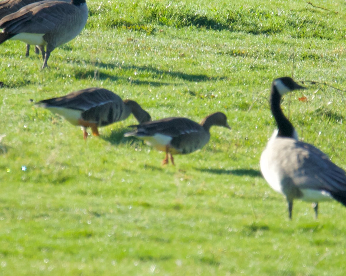 Greater White-fronted Goose - ML403801071