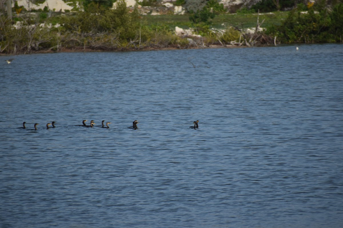 Cormoran vigua - ML403801711