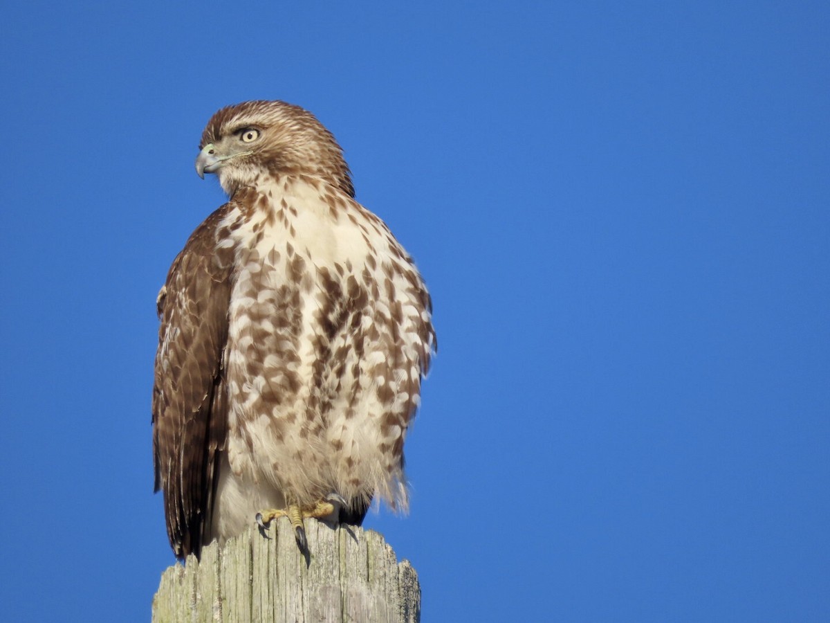 Red-tailed Hawk - ML403803731