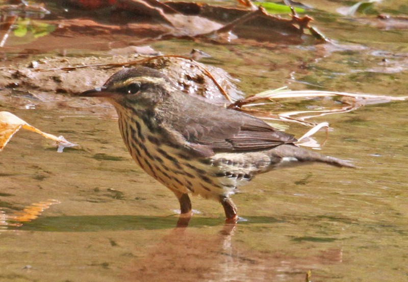 Northern Waterthrush - ML403803861