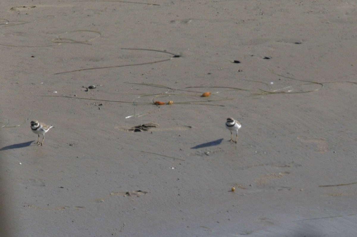 Semipalmated Plover - ML40380491