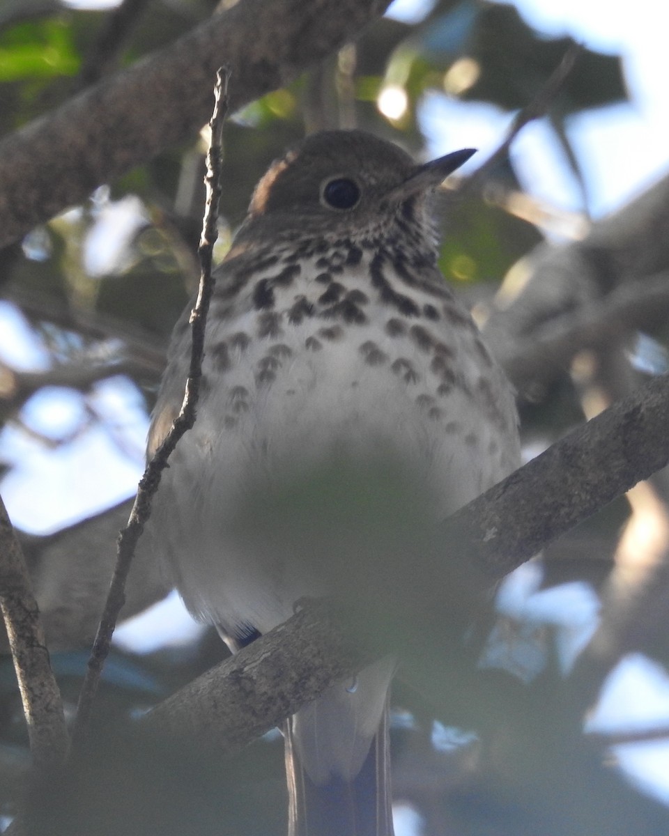 Hermit Thrush - ML403805161