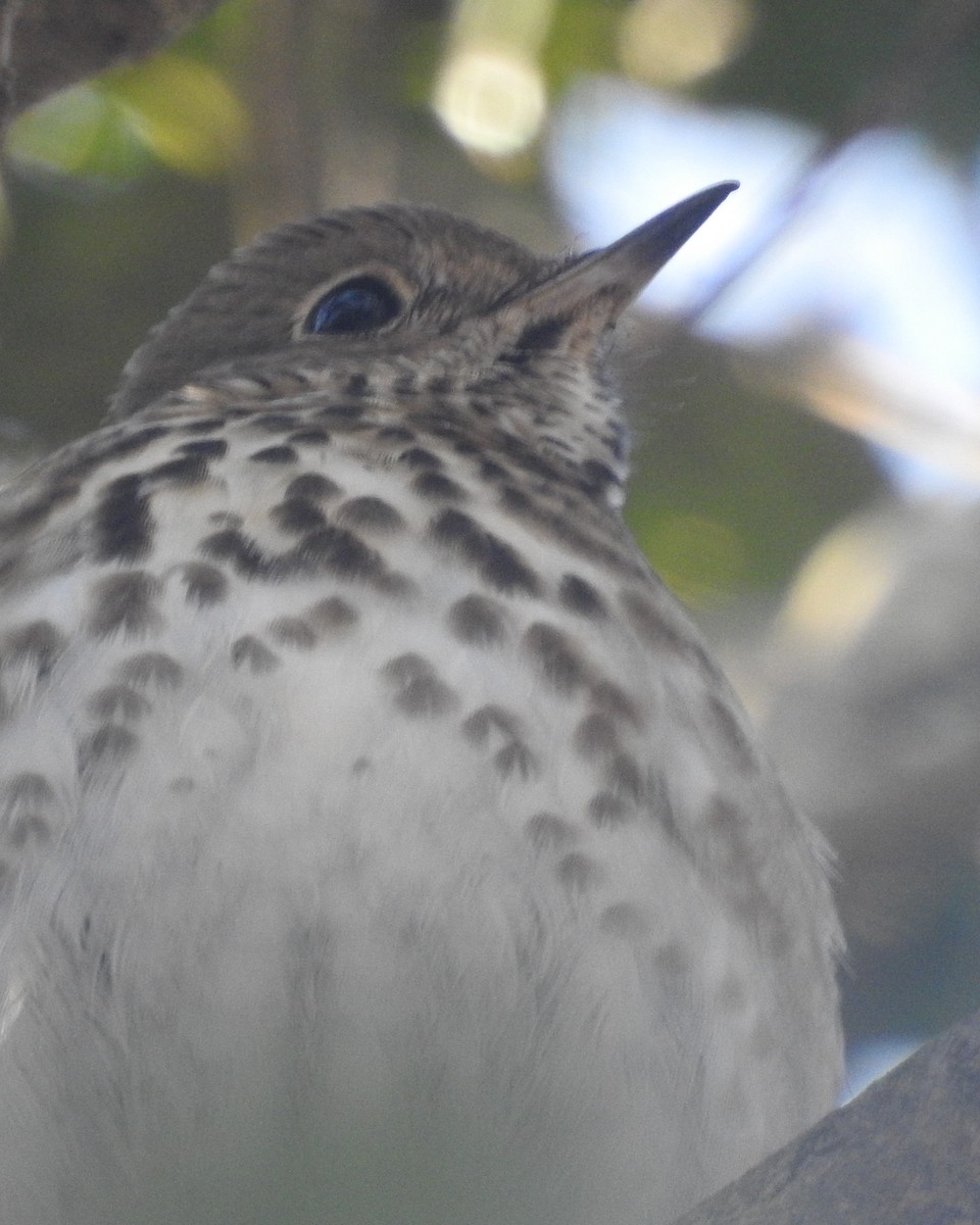 Hermit Thrush - ML403805501