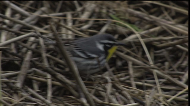 Yellow-throated Warbler - ML403806