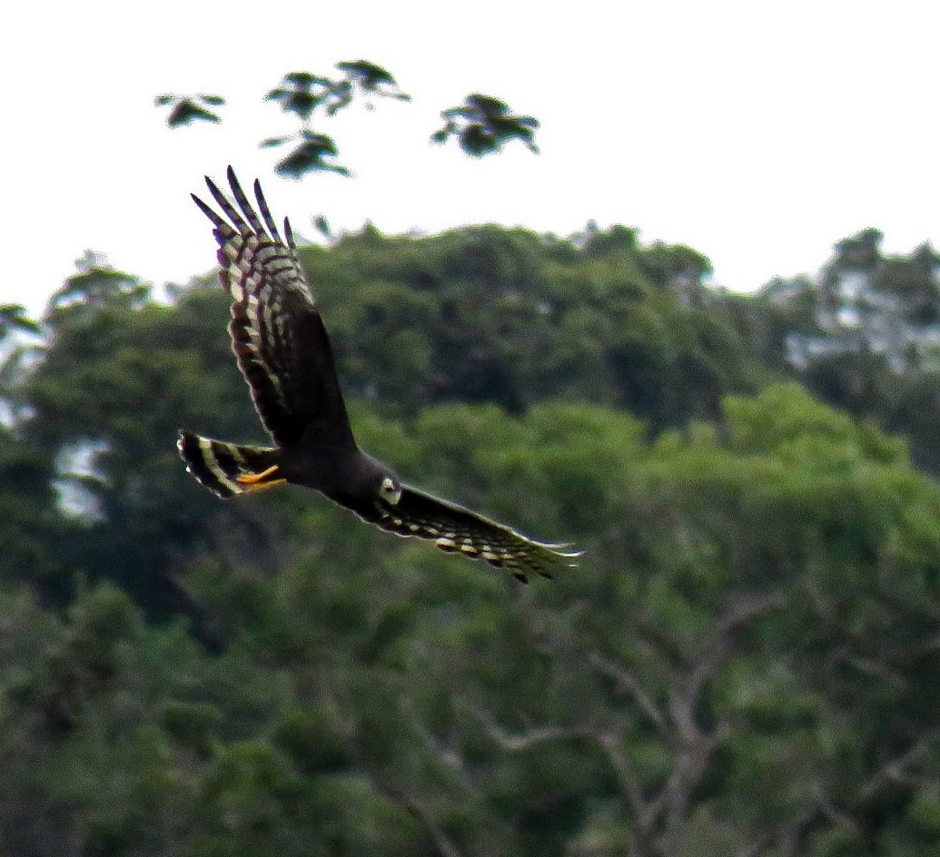 Long-winged Harrier - ML403806391