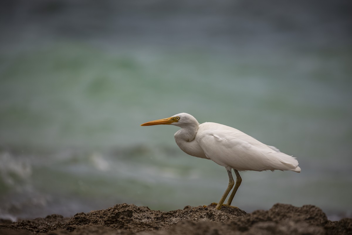 Pacific Reef-Heron - ML403808061