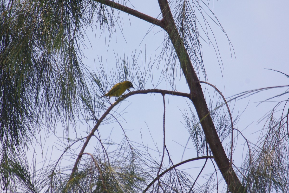 Capped White-eye - ML403808271