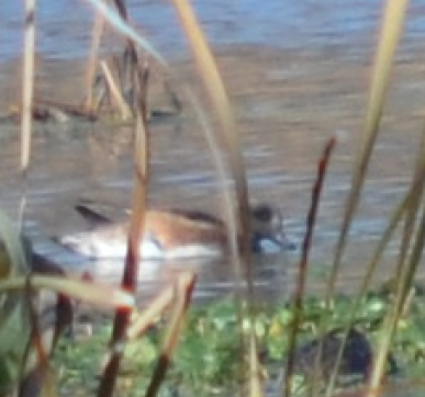American Wigeon - ML40380841