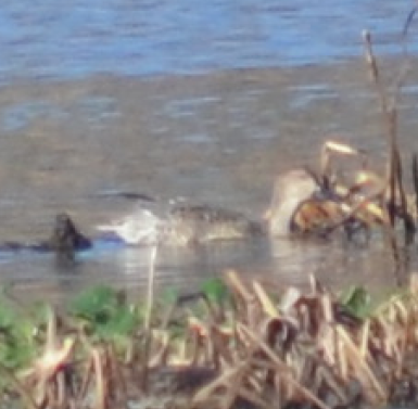 American Wigeon - ML40380861