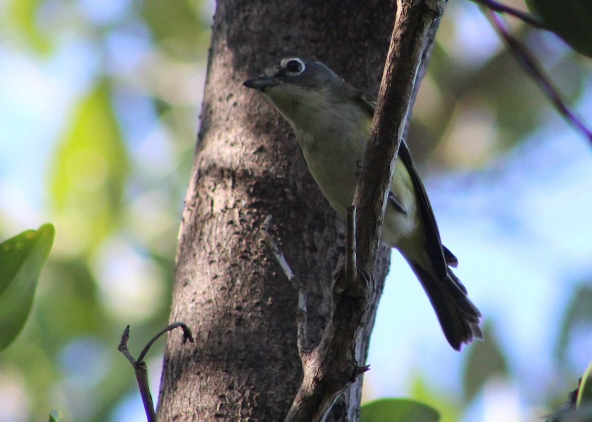Blue-headed Vireo - ML403810471