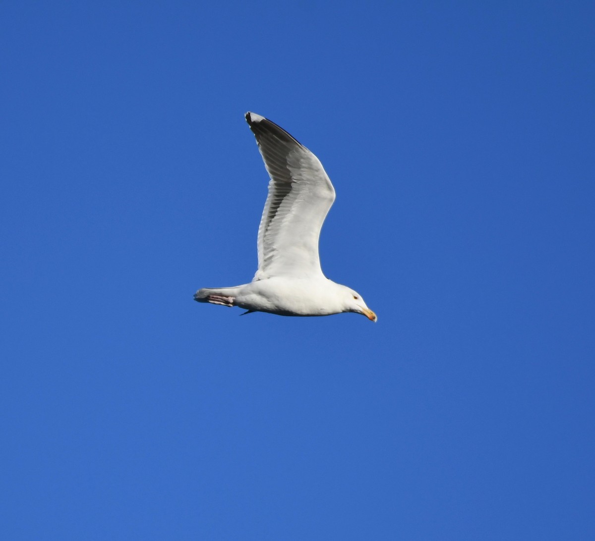 Great Black-backed Gull - ML403814951