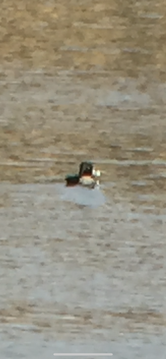 polák proužkozobý - ML403815021