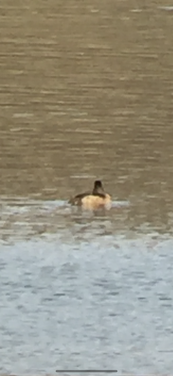 polák proužkozobý - ML403815091