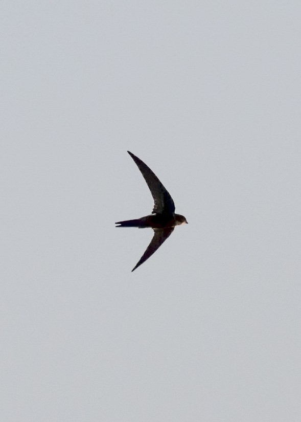 Pacific Swift - ML403815581