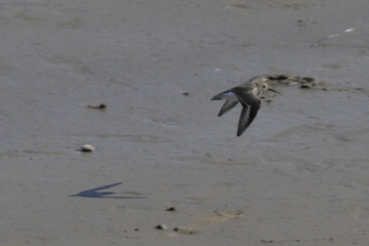 Dunlin - ML40381561