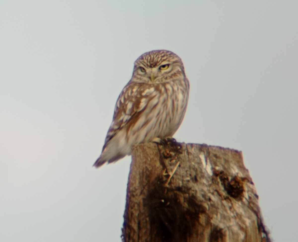 Little Owl - ML403815711