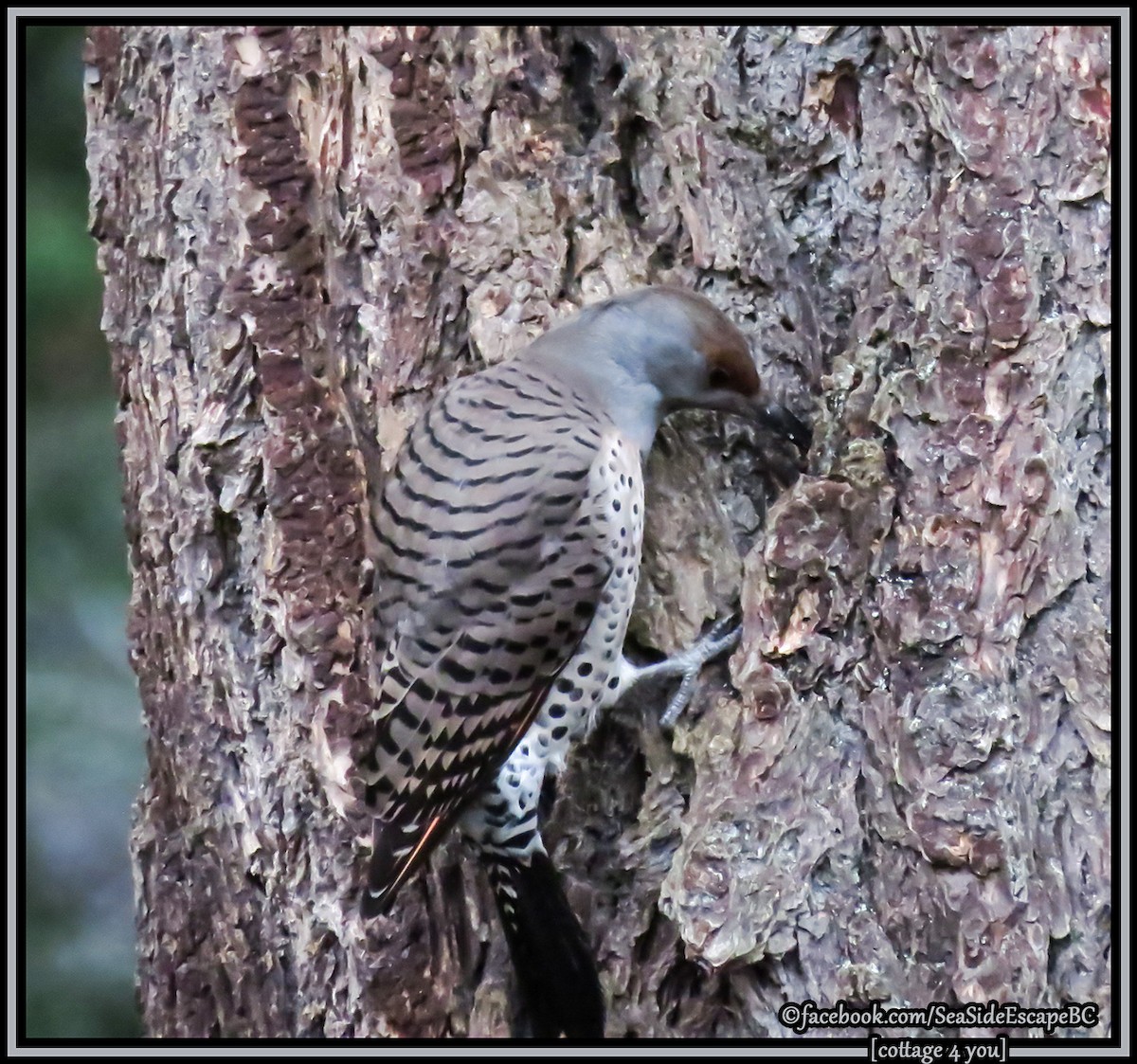 Northern Flicker - K & K Pritchard