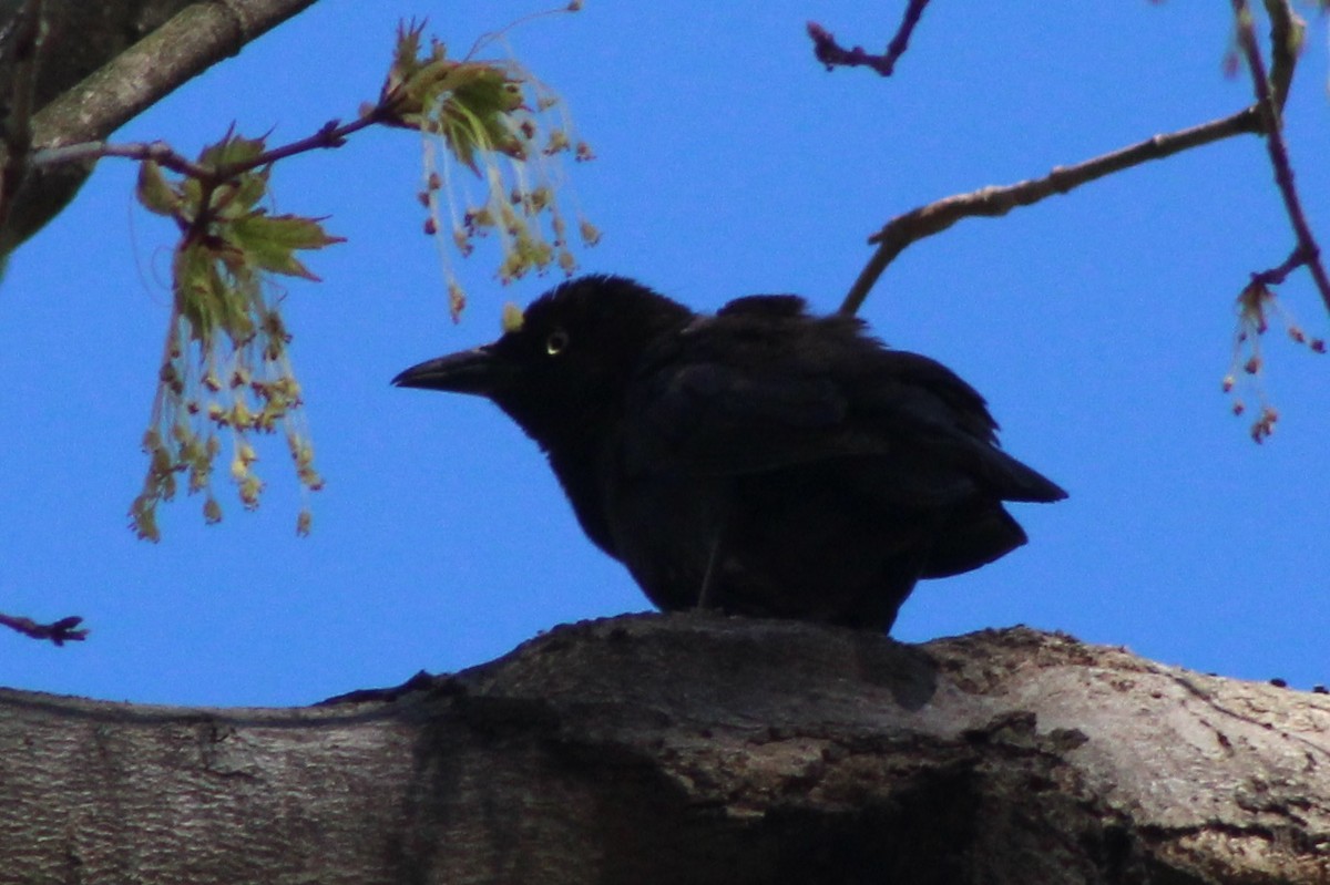 Common Grackle - ML40381631