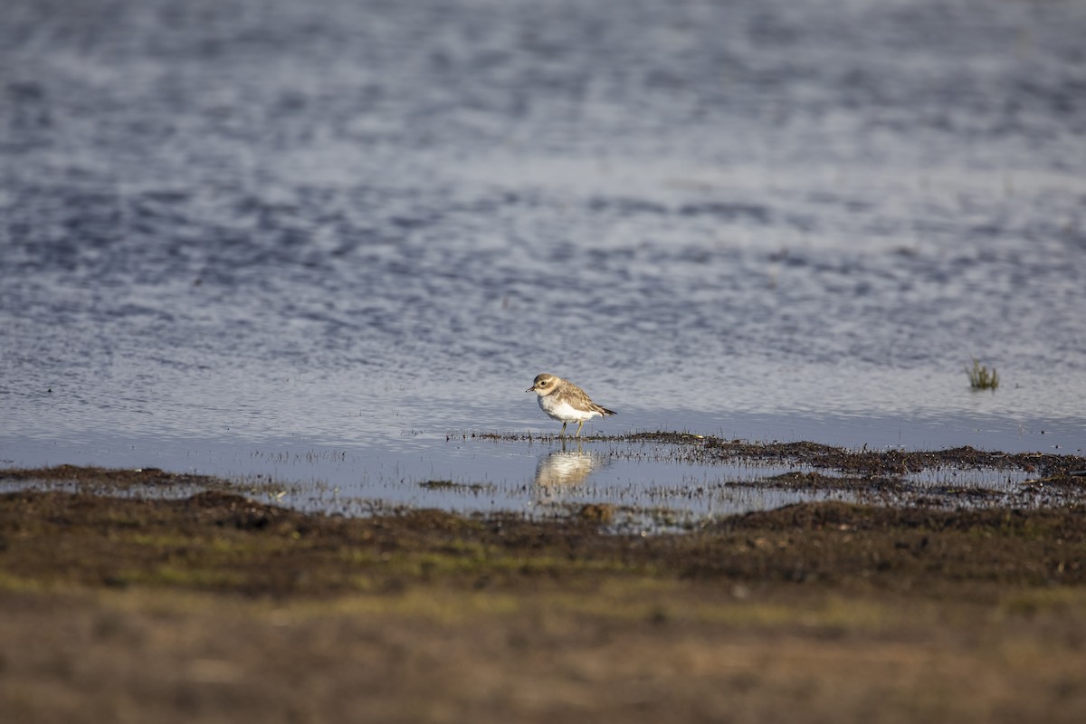 tanımsız Charadriidae sp. - ML403818091