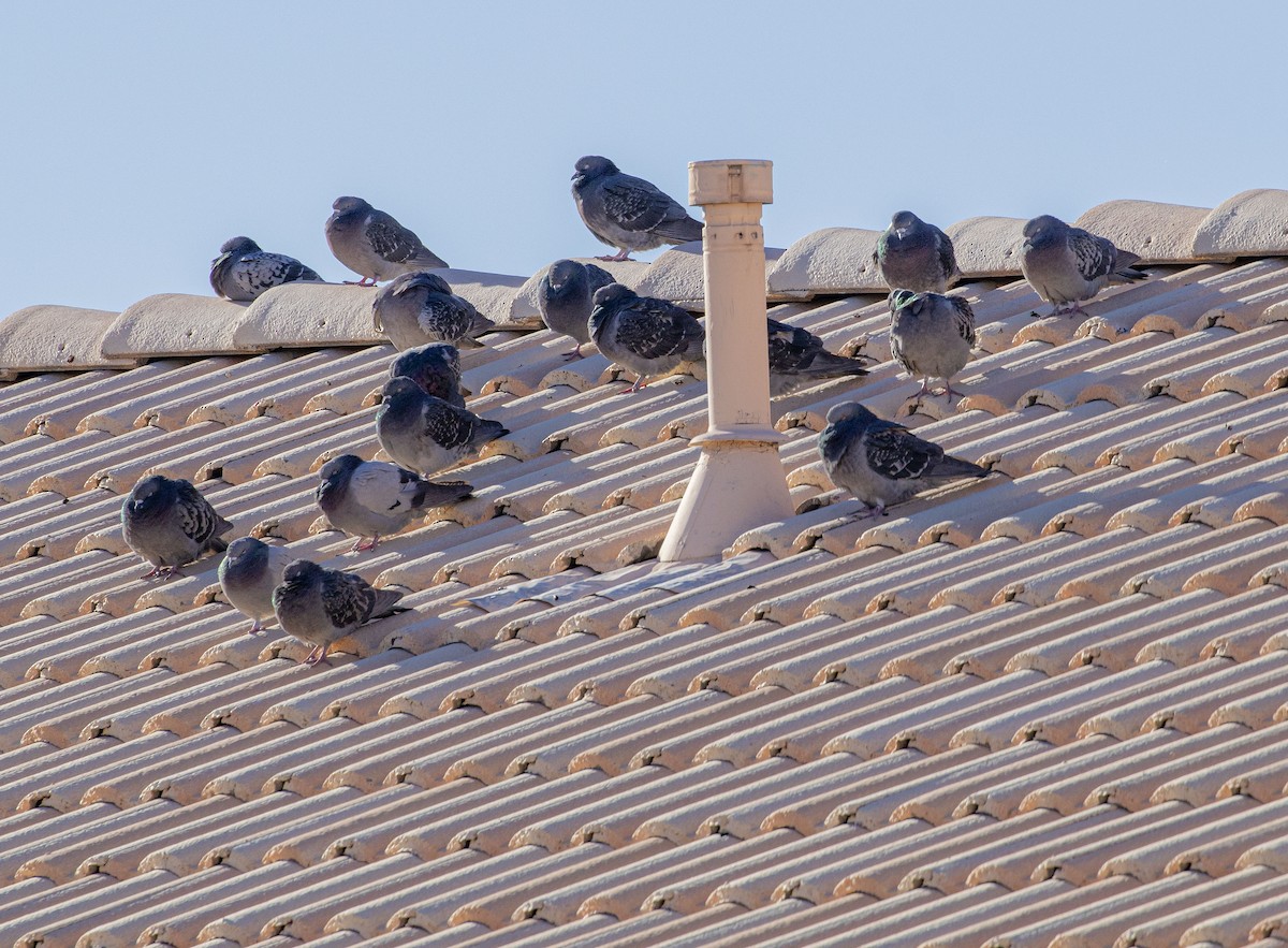 Rock Pigeon (Feral Pigeon) - Jason Lott