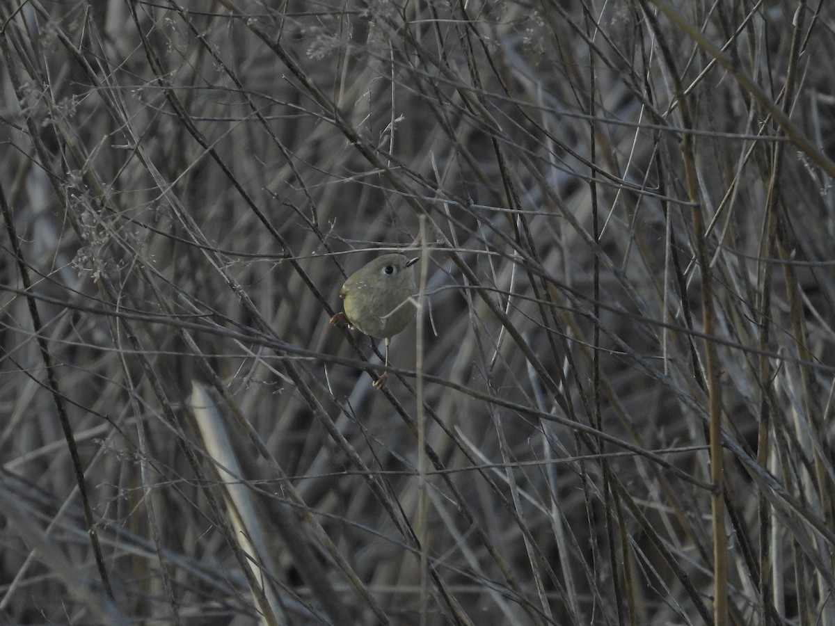 Ruby-crowned Kinglet - Howard Friedman