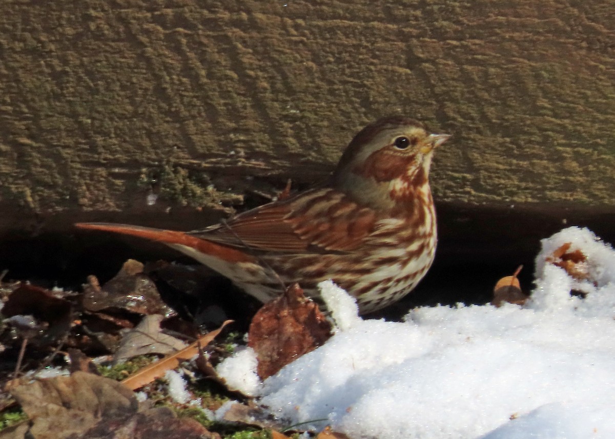 Fox Sparrow - ML403821501